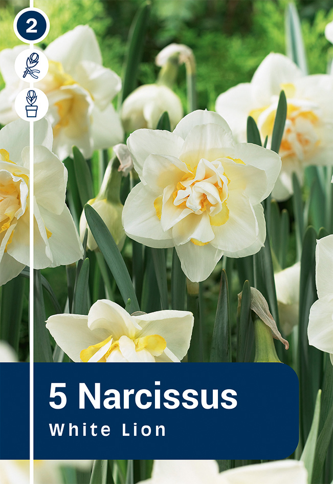 Nartsiss 'White Lion' 5tk 12/14