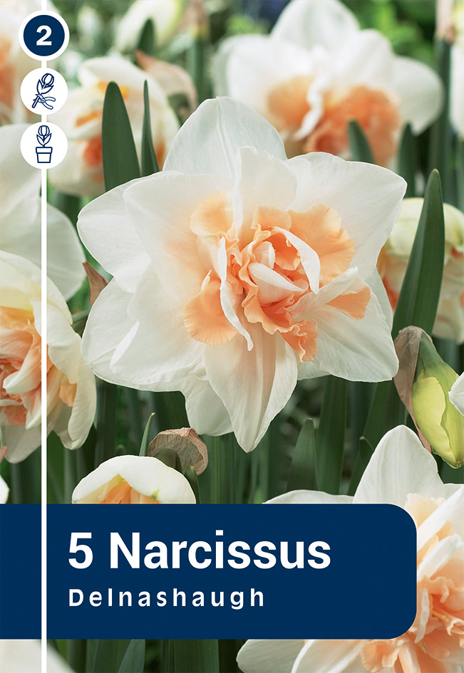 Nartsiss 'Delnashaugh' 5tk 12/14