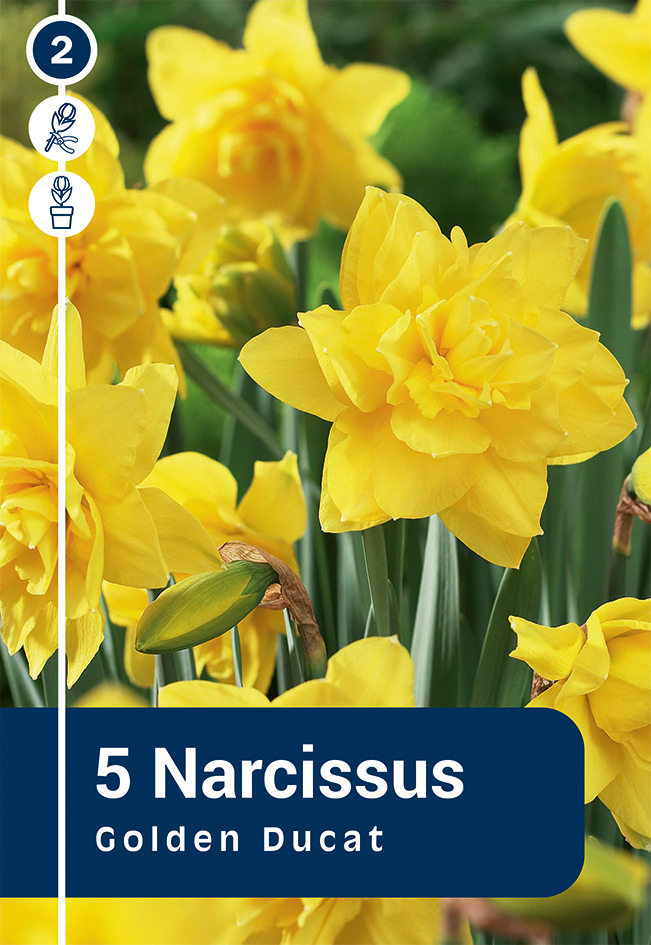 Nartsiss 'Golden Ducat' 5tk 12/14