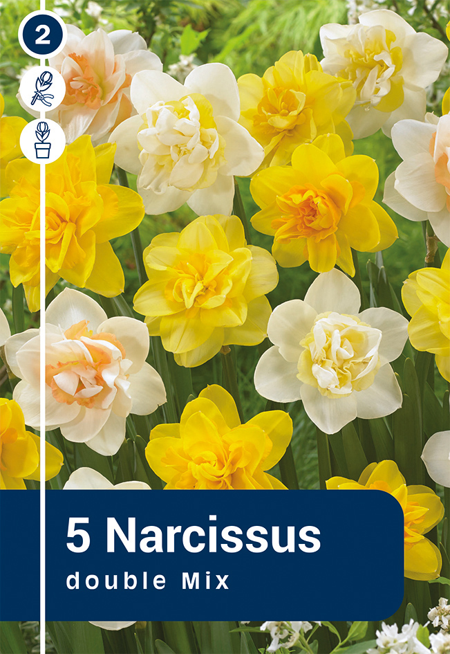 Nartsiss valik 5tk 12/14