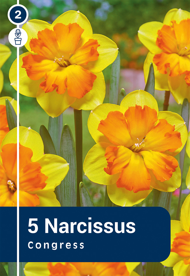 Nartsiss 'Congress' 5tk 12/14