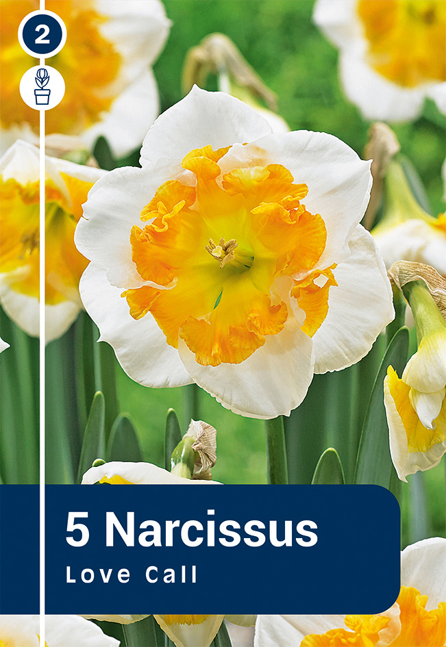 Nartsiss 'Love Call' 5tk 12/14
