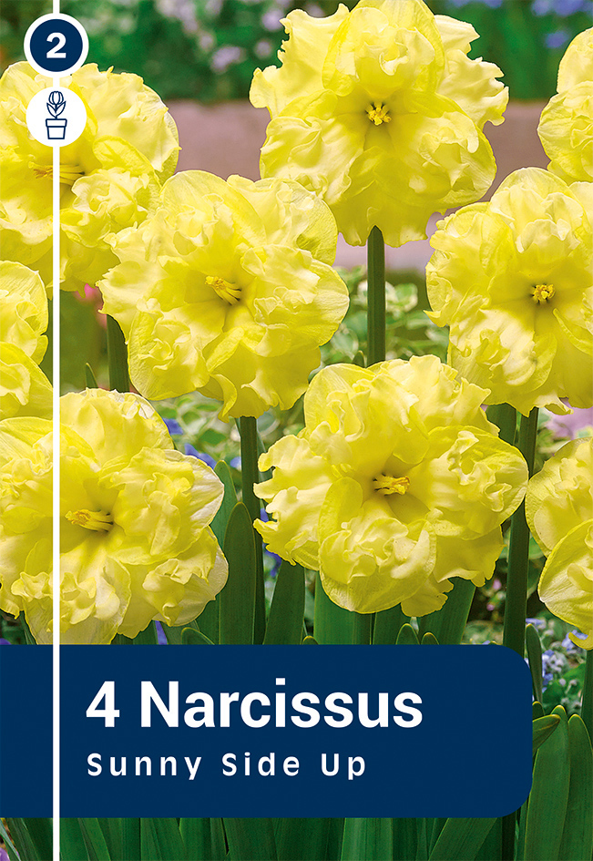 Nartsiss 'Sunnyside Up' 4tk 12/14