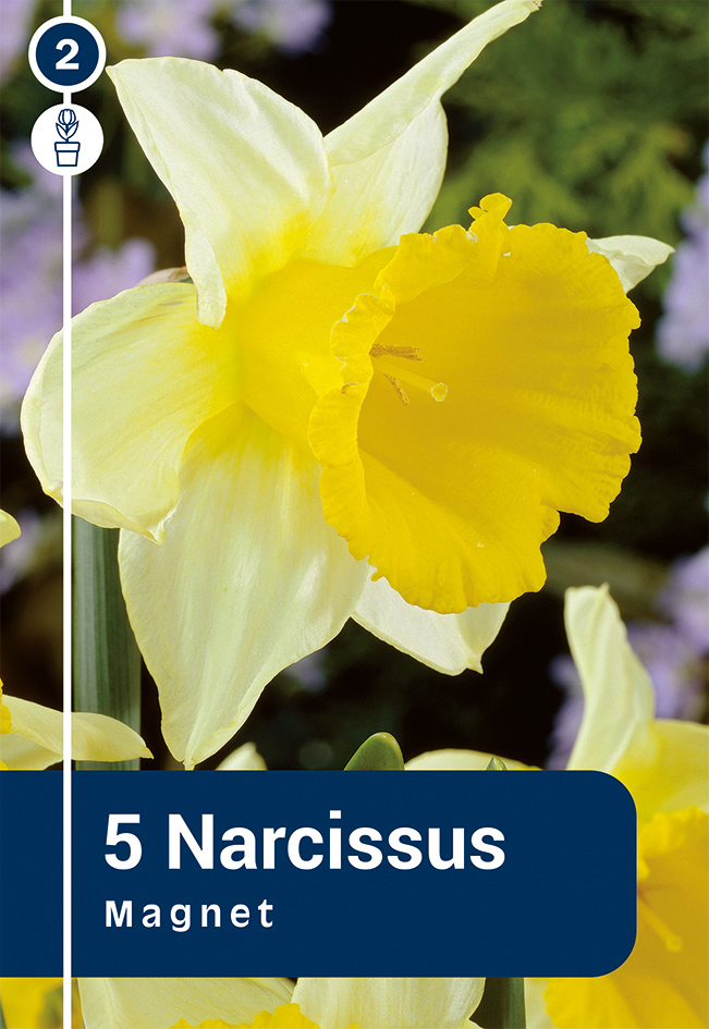 Nartsiss 'Magnet' 5tk 12/14