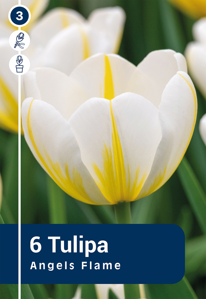 Tulp 'Angels Flame' 6tk 11/12