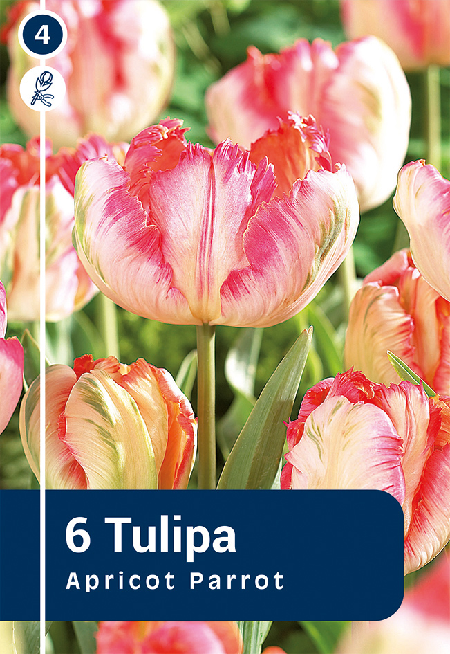 Tulp 'Apricot Parrot' 6tk 11/12