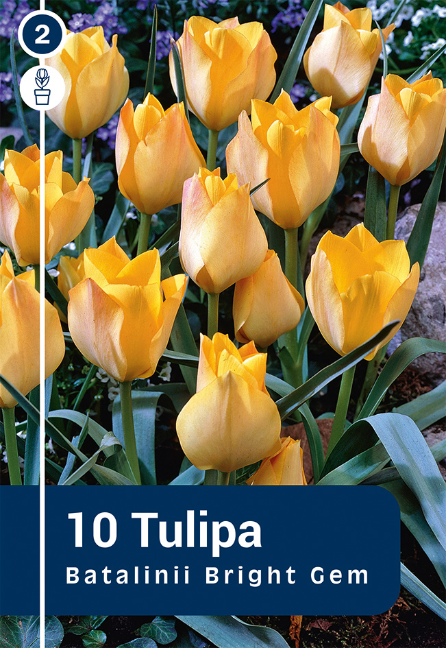 Batalini tulp 'Bright Gem' 10tk 6/+