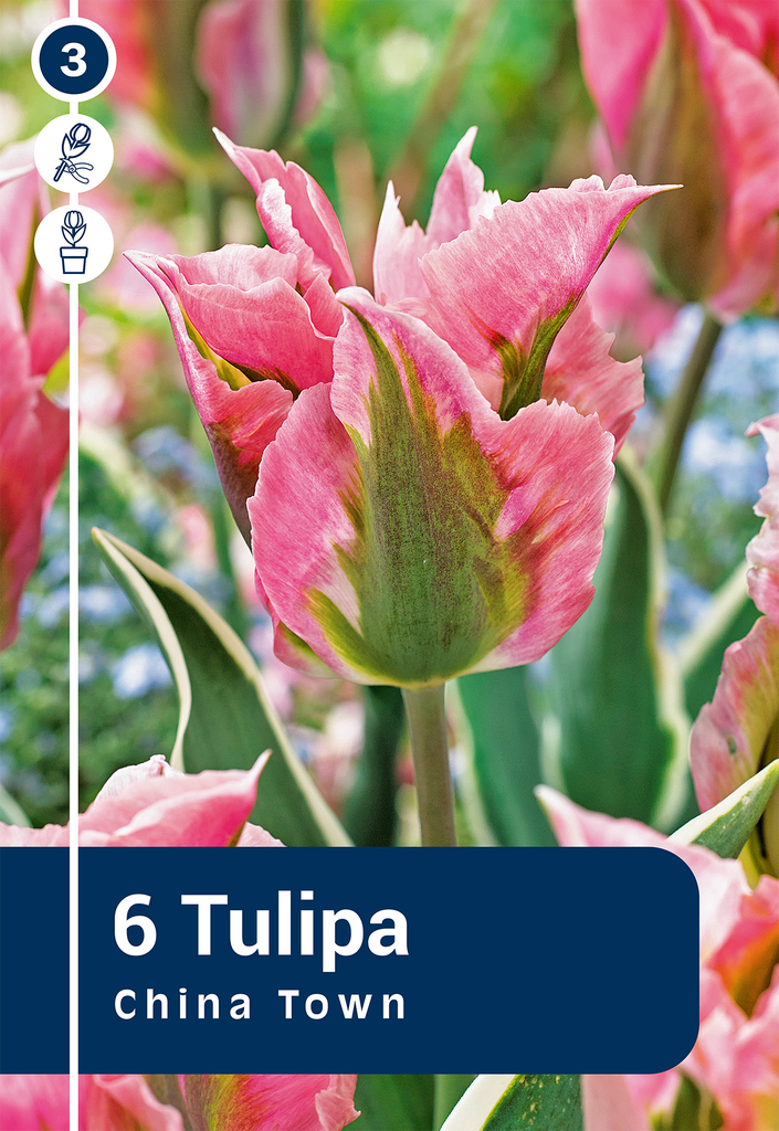 Tulp 'China Town' 6tk 11/12