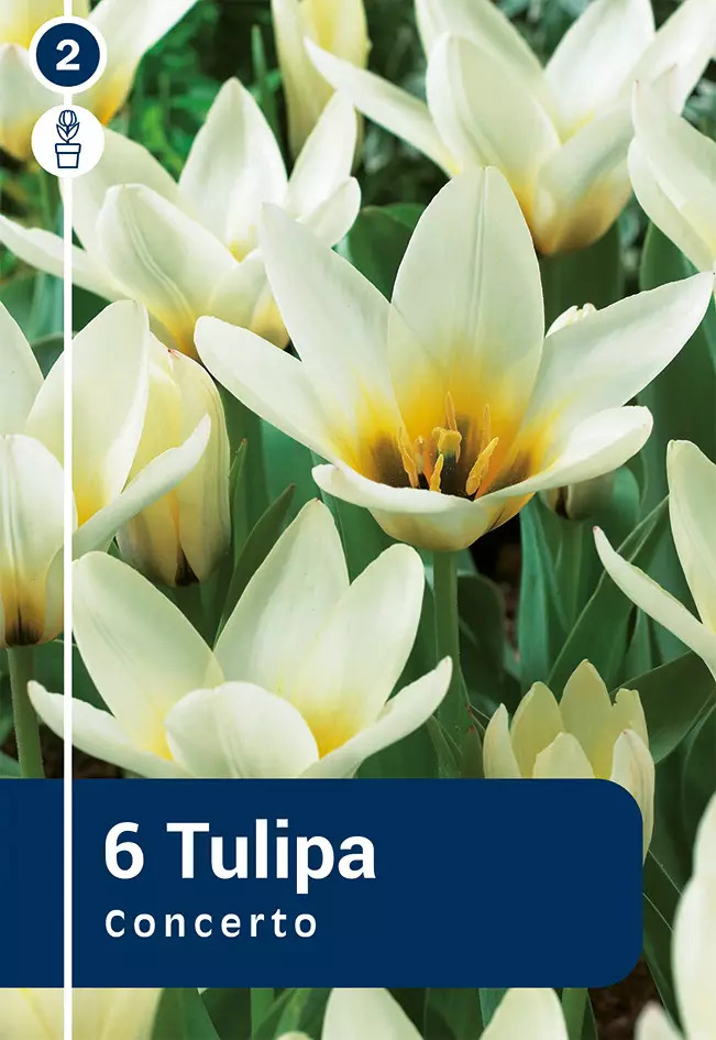 Kaufmanni tulp 'Concerto' 6tk 11/12