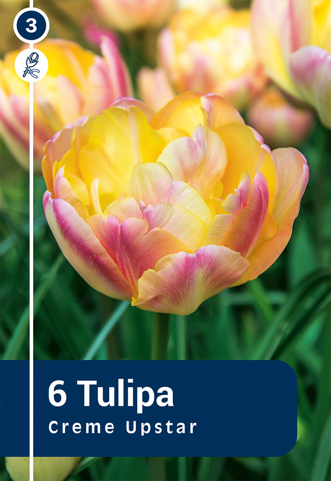 Tulp 'Creme Upstar' 6tk 11/12