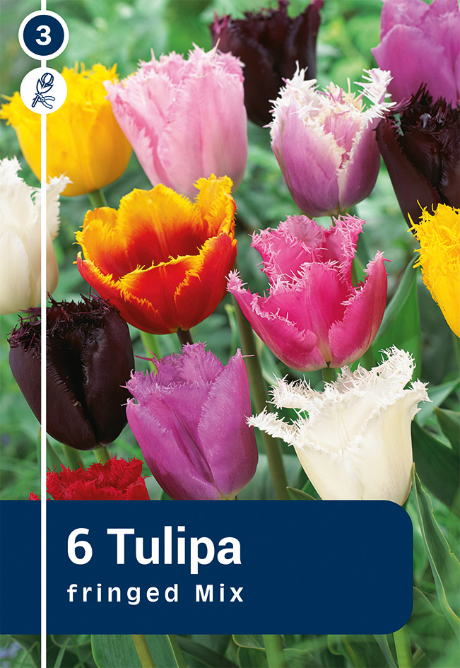 Tulp valik 6tk 11/12