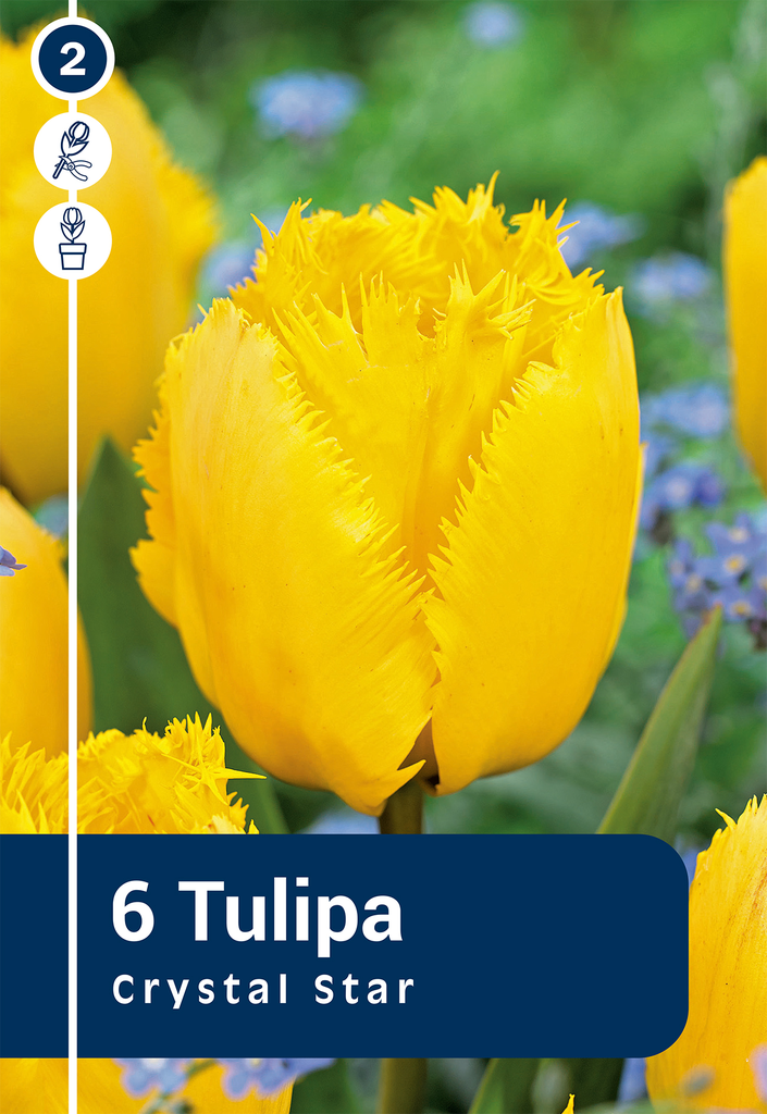 Tulp 'Crystal Star' 6tk 11/12