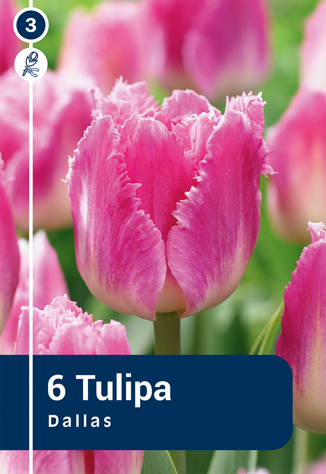 Tulp 'Dallas' 6tk 11/12