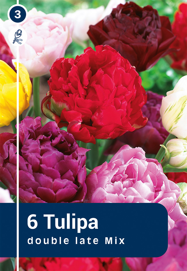 Tulp valik 6tk 11/12