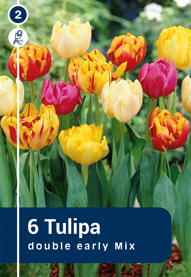 Tulp valik 6tk 11/12