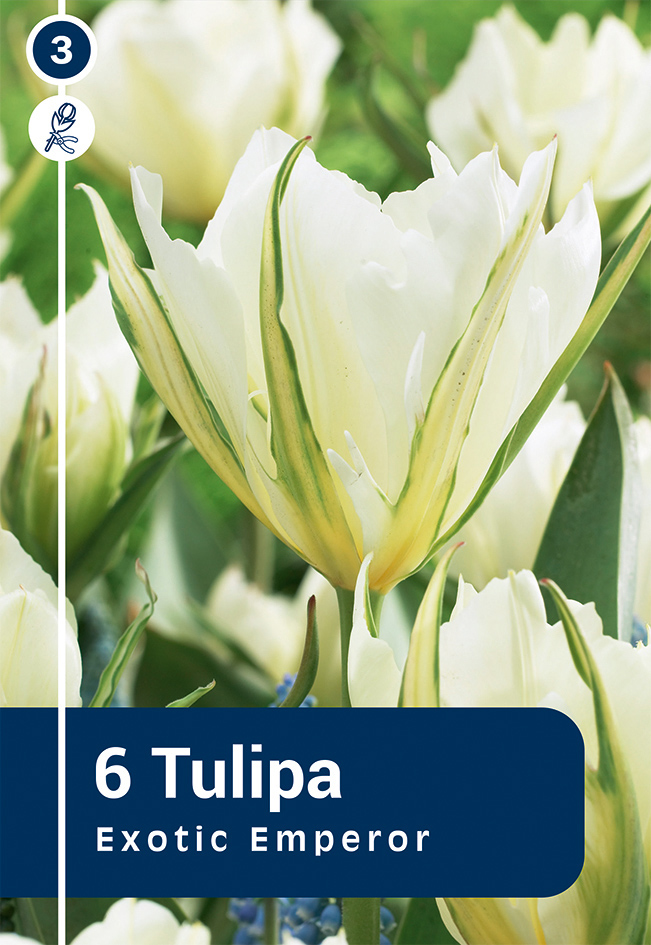 Tulp 'Exotic Emperor' 6tk 11/12
