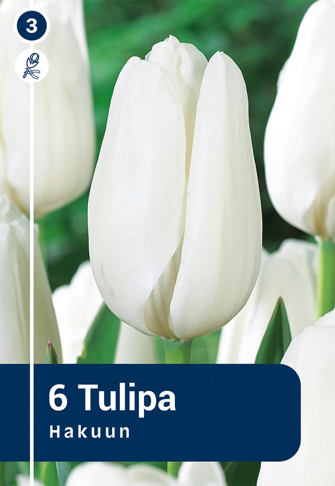 Tulp 'Hakuun' 6tk 11/12
