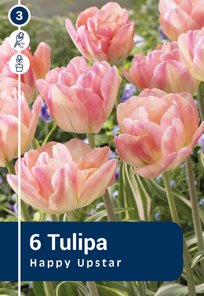 Tulp 'Happy Upstar' 6tk 11/12