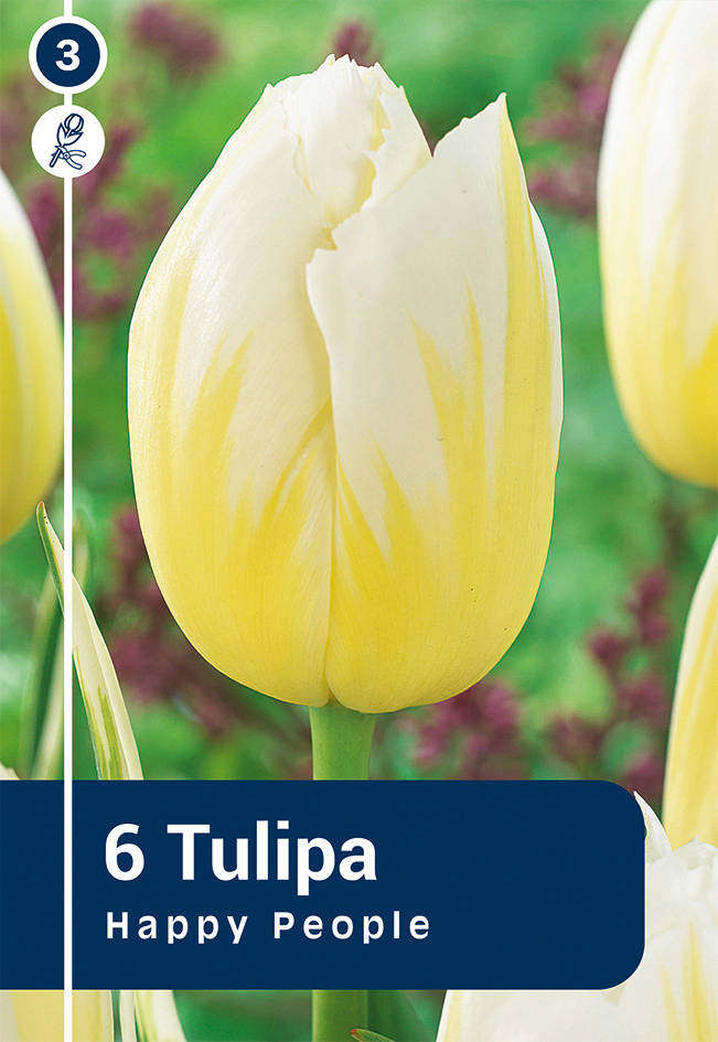 Tulp 'Happy People' 6tk 11/12
