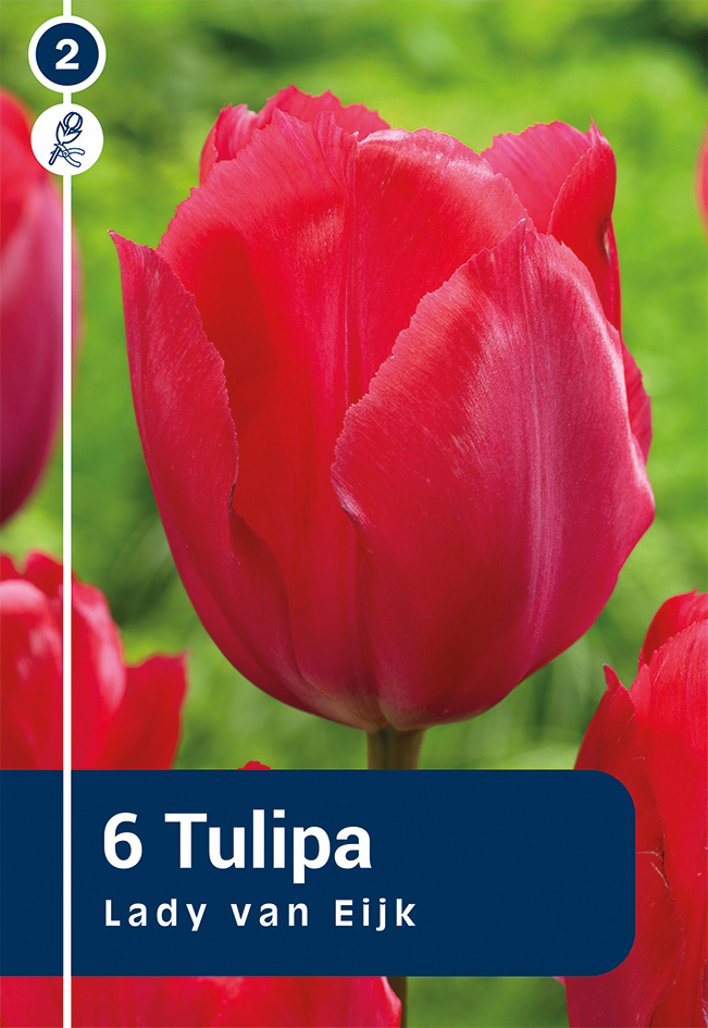 Tulp 'Lady van Eijk' 6tk 11/12