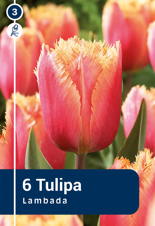 Tulp 'Lambada' 6tk 11/12
