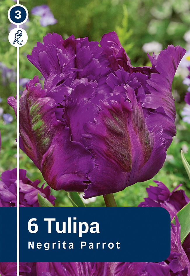 Tulp 'Negrita Parrot' 6tk 11/12