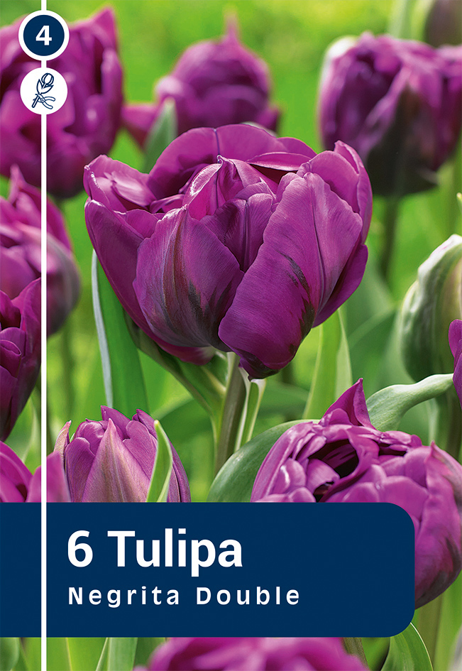 Tulp 'Negrita Double' 6tk 11/12