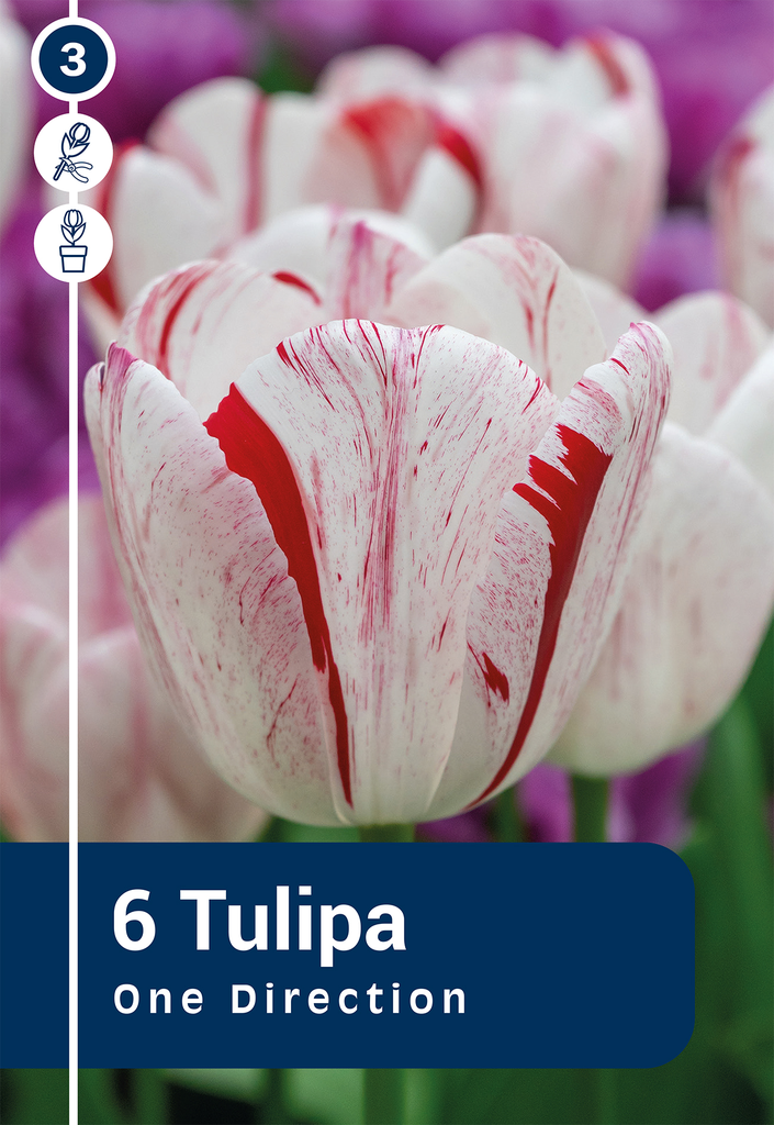Tulp 'One Direction' 6tk 11/12