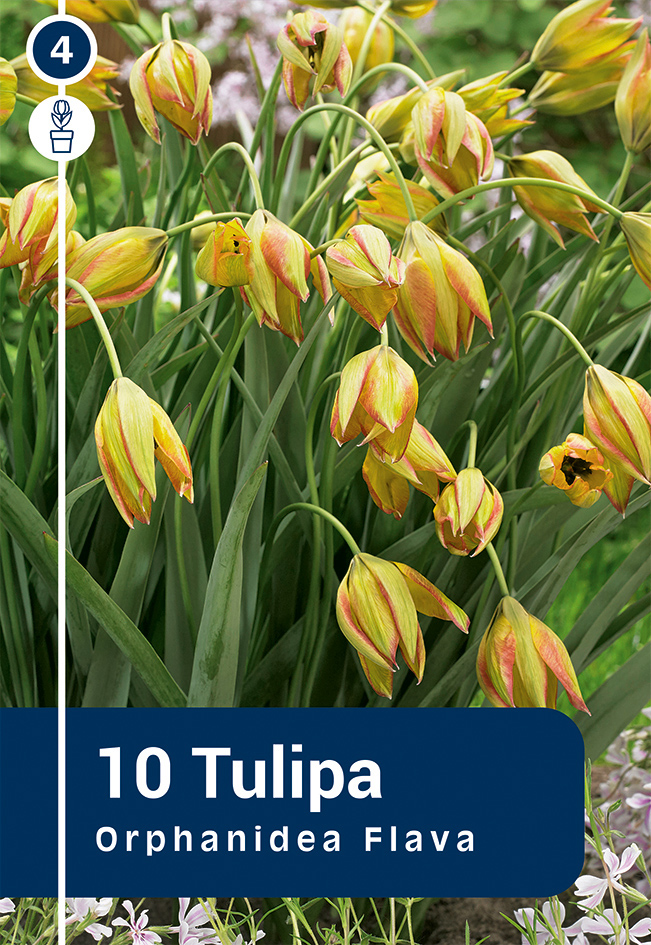 Traakia tulp 'Flava' 10tk 5/+