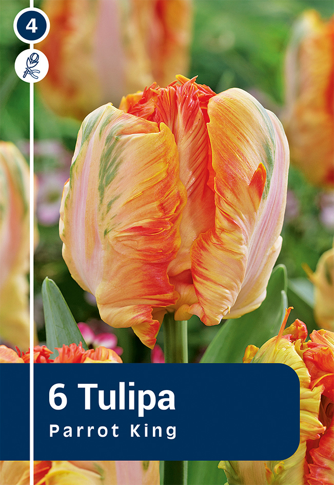 Tulp 'Parrot King' 6tk 11/12