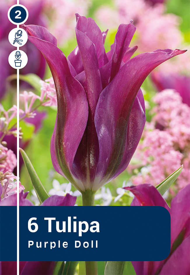 Tulp 'Purple Doll' 6tk 11/12