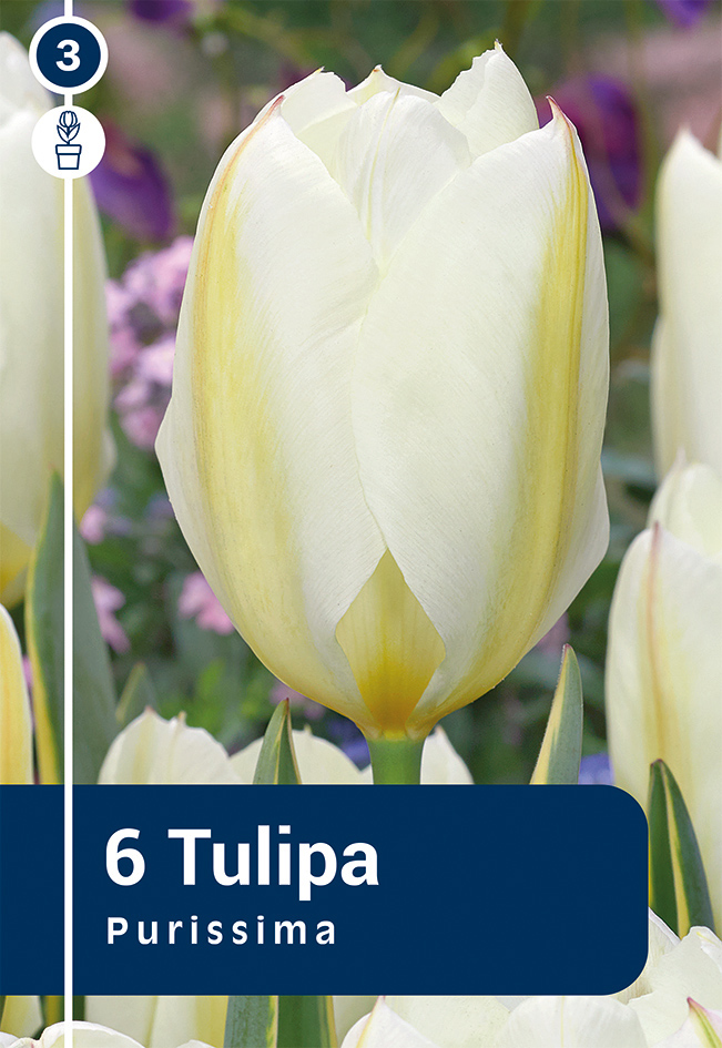 Fosteri tulp 'Purissima' 6tk 11/12