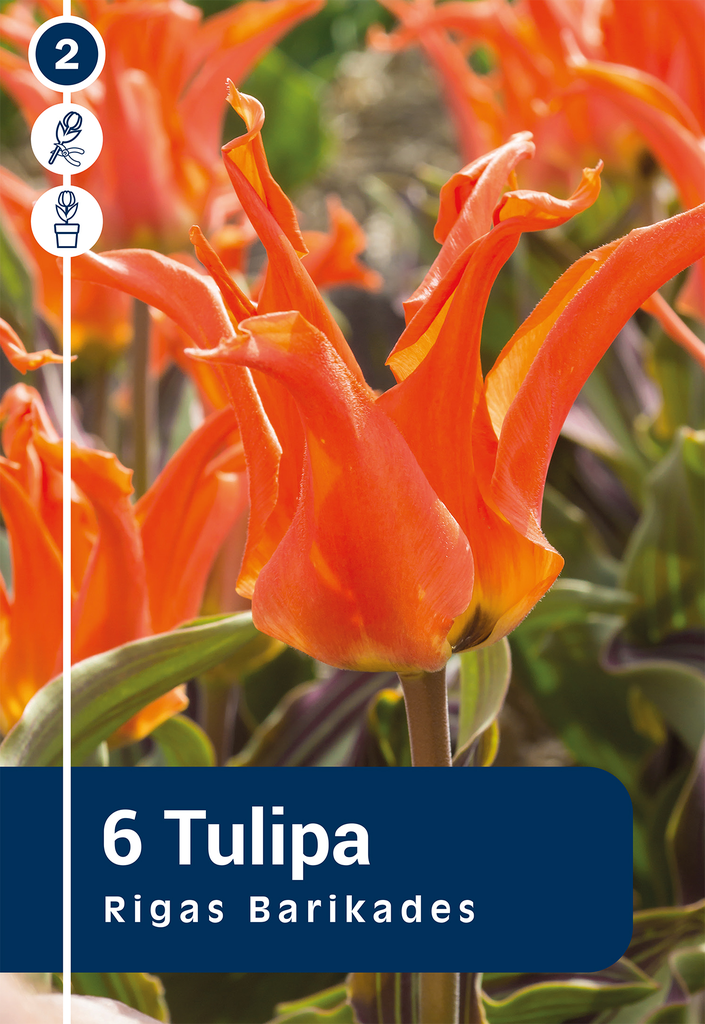 Kaufmanni tulp 'Rigas Barikades' 6tk 11/12