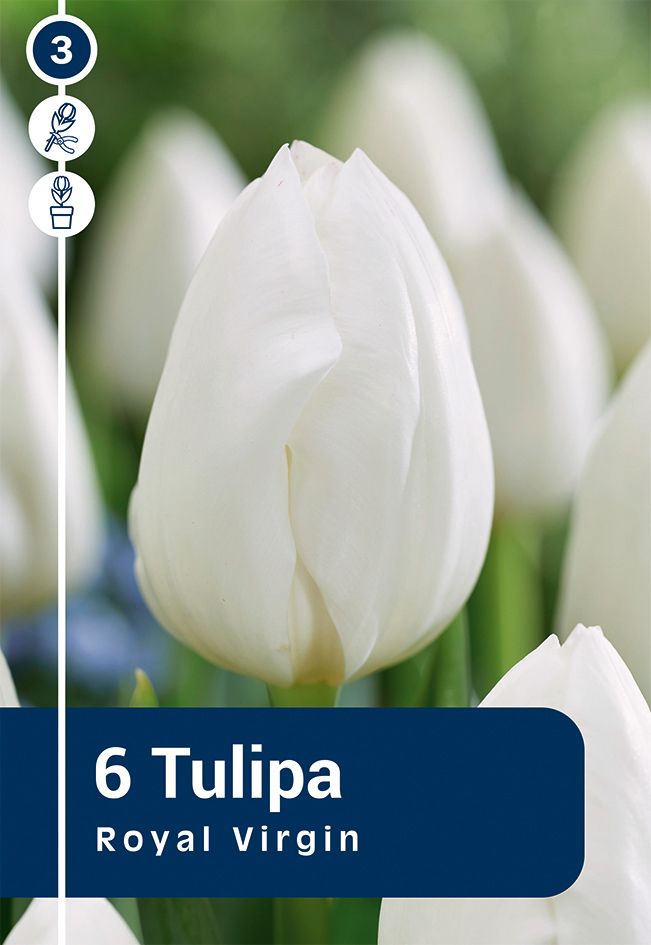 Tulp 'Royal Virgin' 6tk 11/12