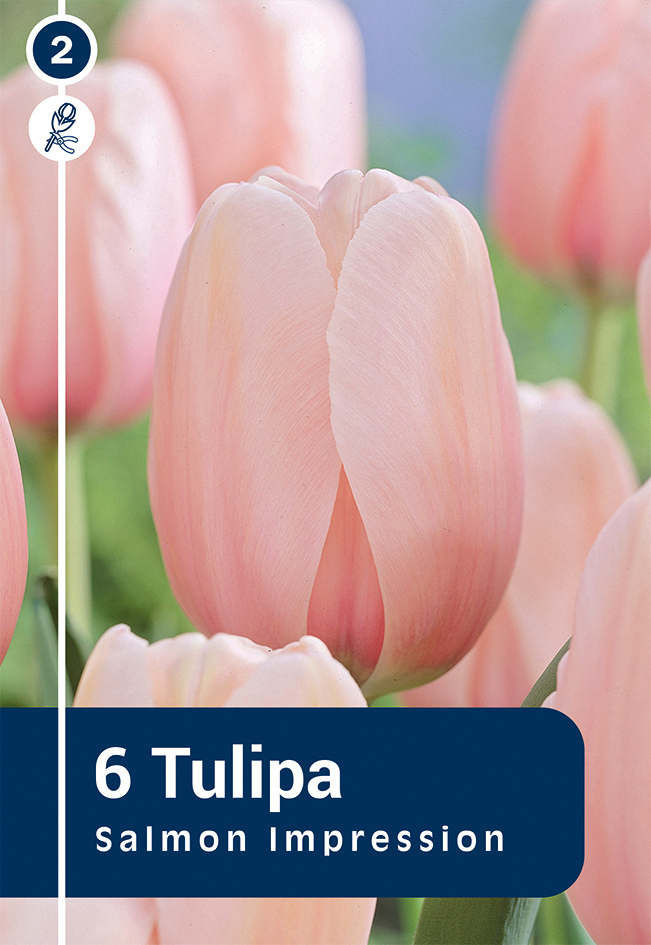 Tulp 'Salmon Impression' 6tk 11/12