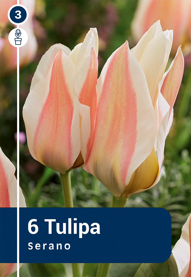 Kaufmanni tulp 'Serano' 6tk 11/12