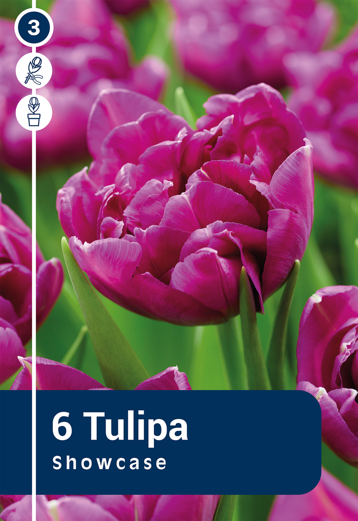 Tulp 'Showcase' 6tk 11/12