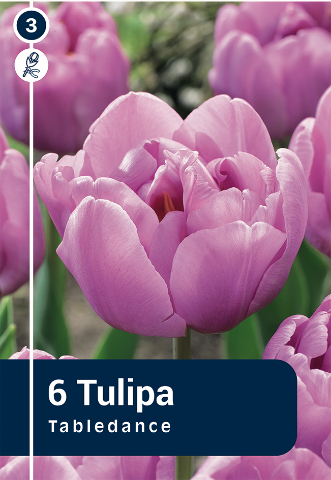 Tulp 'Tabledance' 6tk 11/12