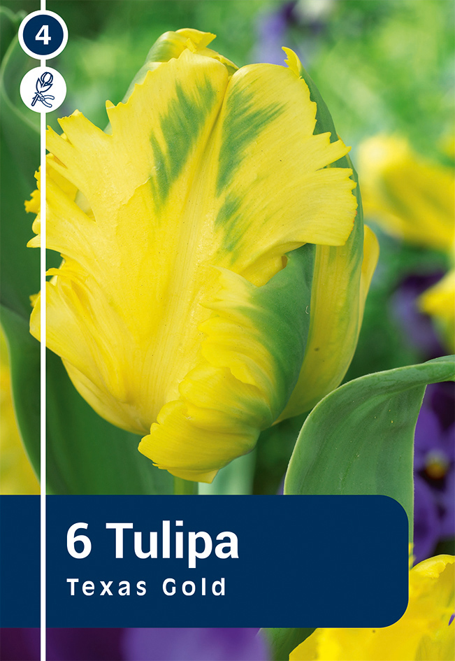 Tulp 'Texas Gold' 6tk 11/12