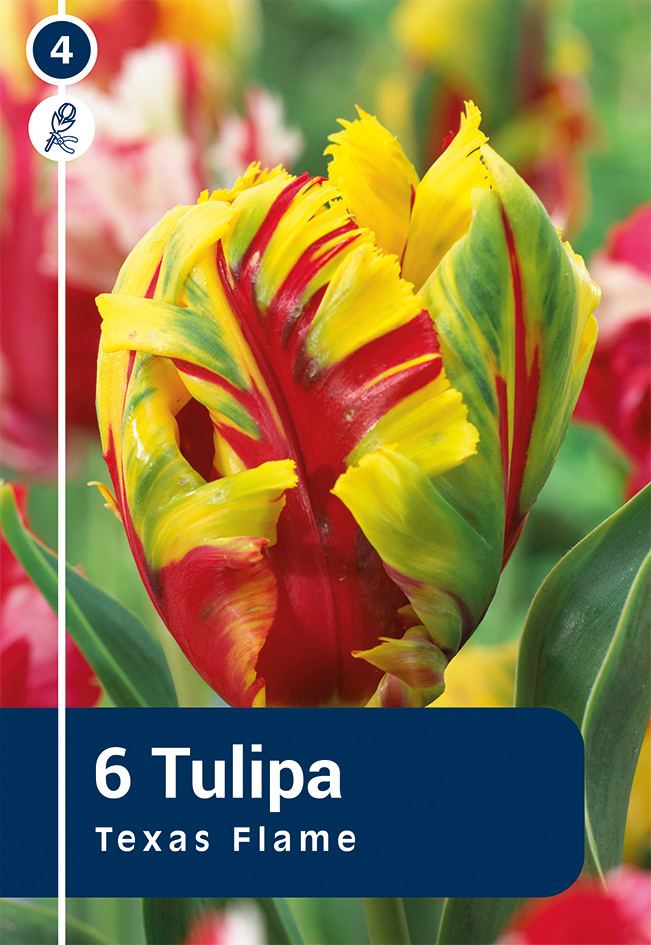 Tulp 'Texas Flame' 6tk 11/13