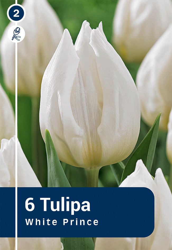 Tulp 'White Prince' 6tk 11/12