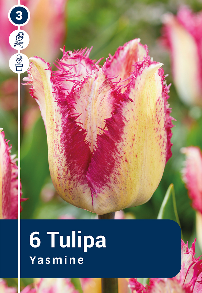 Tulp 'Yasmine' 6tk 11/12