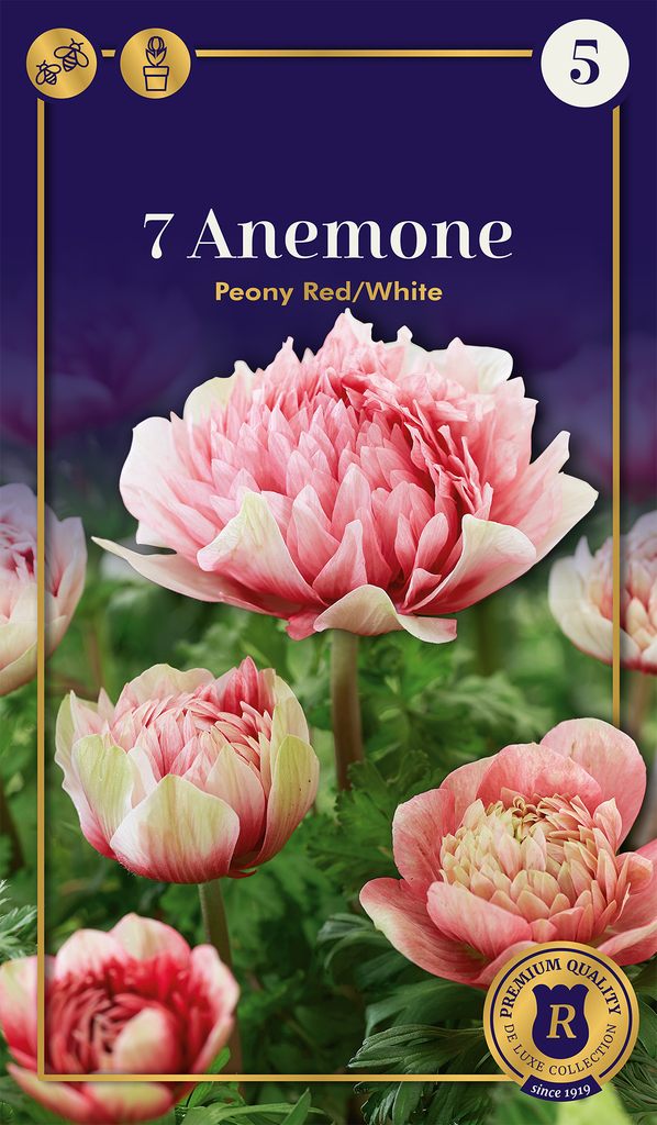 Ülane 'Peony Red/White' 7tk 4/5