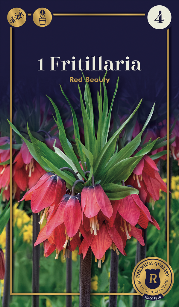 Püvilill 'Red Beauty' 1tk 20/24