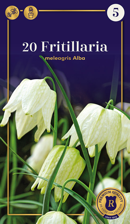Kirju püvilill 'Alba' 20tk 6/7