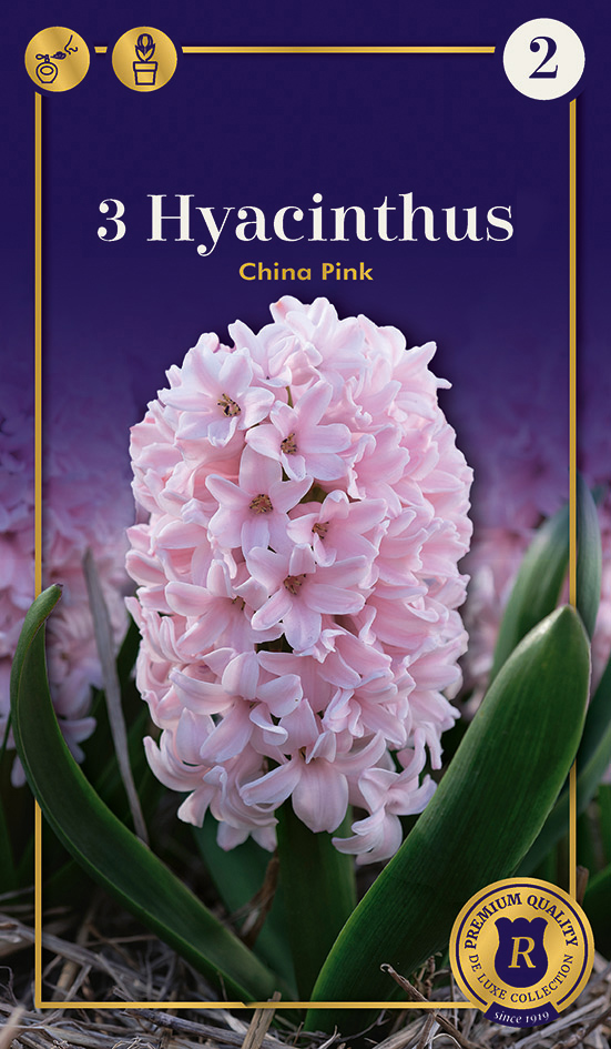 Hüatsint 'China Pink' 3tk 16/17