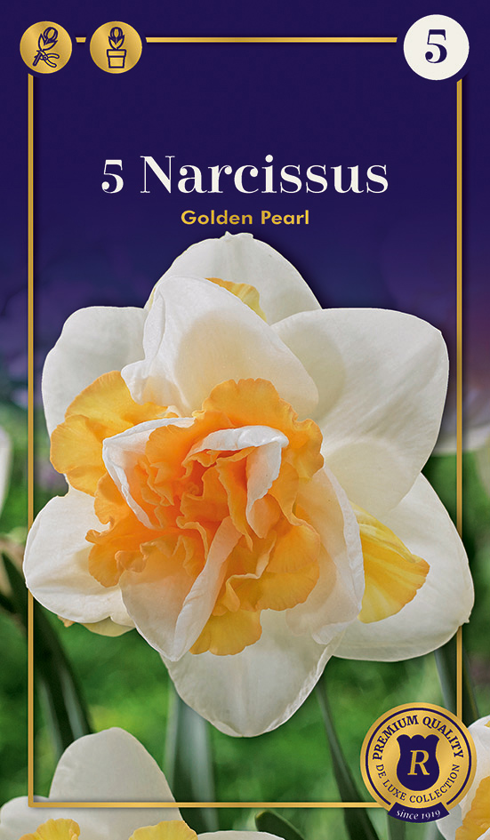 Nartsiss 'Golden Pearl' 5tk 12/14