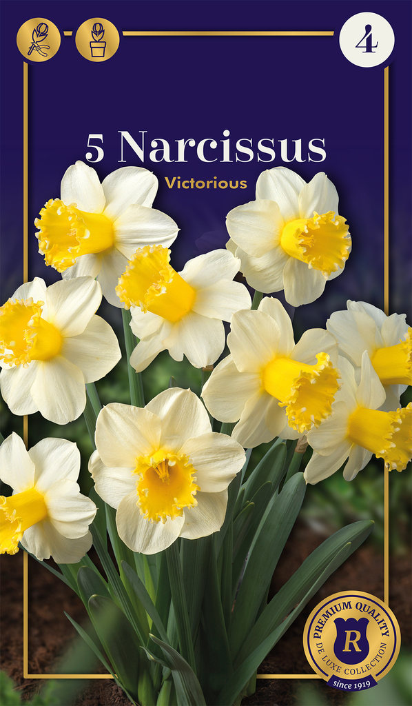 Nartsiss 'Victorious' 5tk 12/14