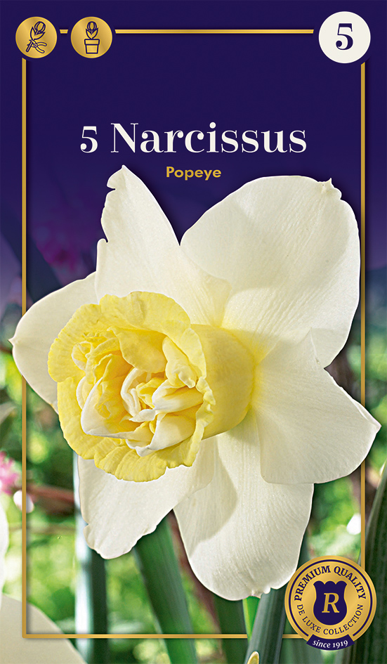 Nartsiss 'Popeye' 5tk 12/14