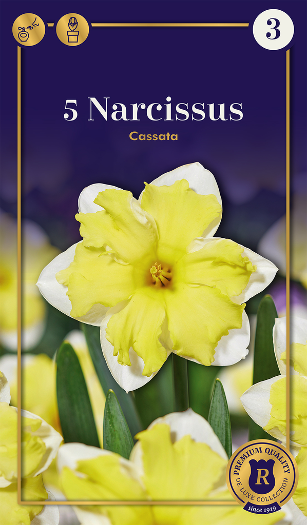 Nartsiss 'Cassata' 5tk 12/14